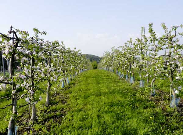 Weinreben mit Blüten