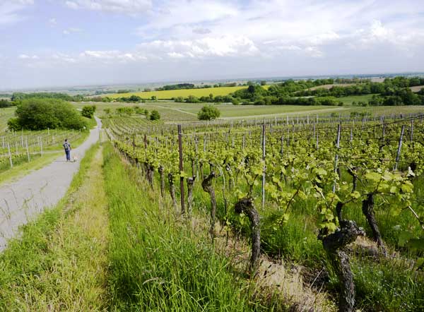 Weinberge um Dörrenbach